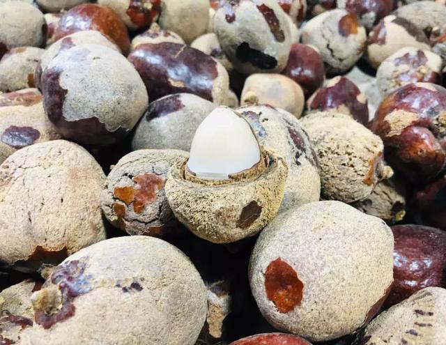 西双版纳江边夜市，西双版纳最火爆的夜市（到西双版纳一定要知道的五件事）