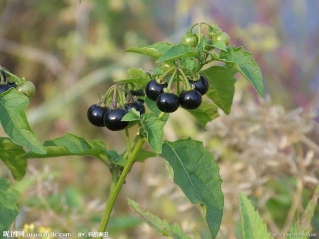舌尖上的芭蕾延吉美食，延吉美食攻略排行榜