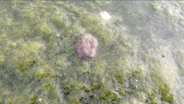 青苔钓鱼方法与技巧，水底青苔多钓鱼总没口