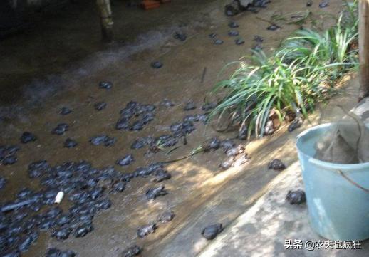 小山沟里的野生石蛙，大山小溪里稀有的物种