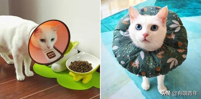 绿萝对猫有毒吗，猫咪吃了一口绿萝