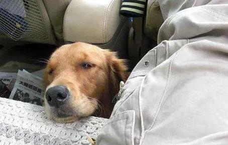 狗狗晕车怎么办缓解，狗狗出行晕车原因及防治