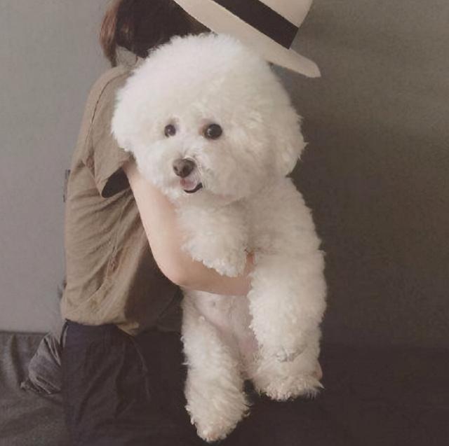 可爱聪明又调皮的狗狗排行榜，前5位最“聪明”的狗狗