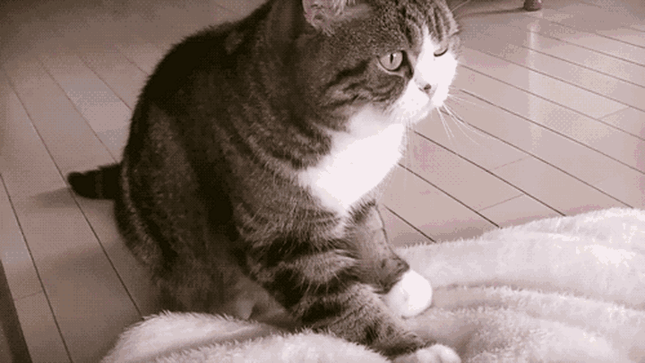 猫咪为什么会有踩奶的动作，关于猫咪踩奶的冷知识