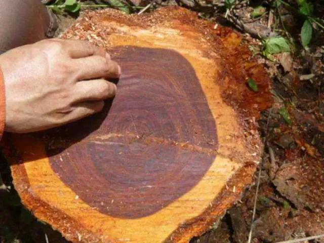 红木大红酸枝价格一般是多少，红木百科