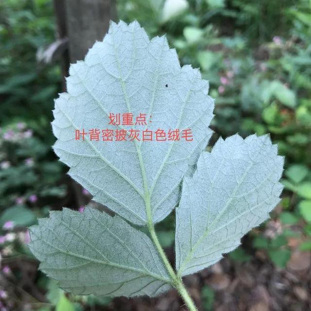 茅莓蛇莓该用哪一个填补你空虚的胃，蛇莓茅莓