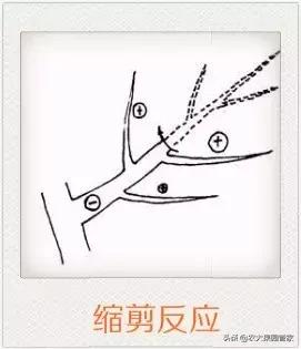 樱桃树怎么修剪，刚种的小樱桃怎么修剪