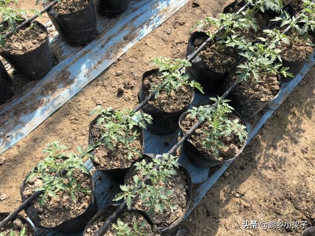 如何辨别正宗西红柿，教你几个挑西红柿的小技巧