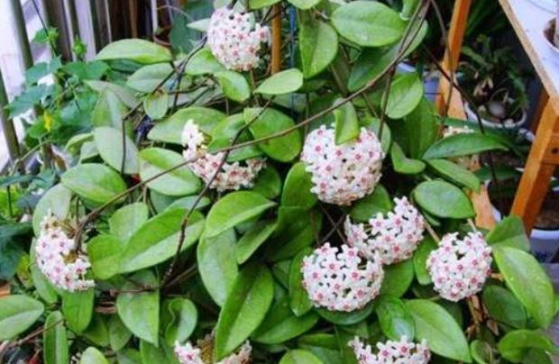 球兰，球兰开花时间长吗怎么养