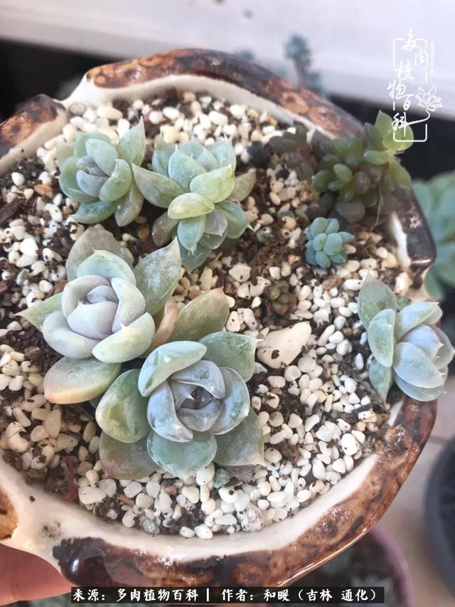 买肉，买肉的正确方法和注意事项