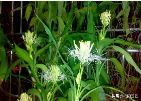 富贵竹开花图片，家里养了富贵竹开花了好吗