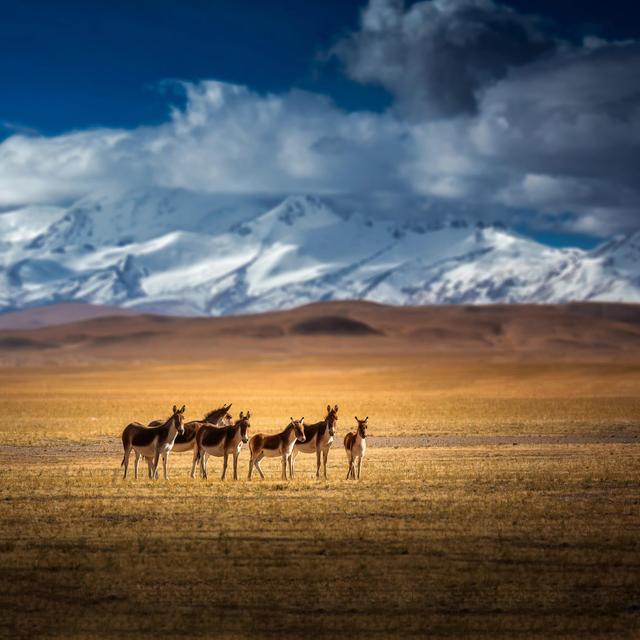 道德经悟道技巧，树袋熊大话助读《道德经》第十六章
