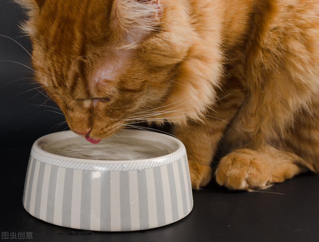 猫喝什么水比较好，猫咪可以喝什么水吗（一天到底需要喝多少水）