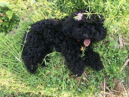 泰迪的优点和缺点，泰迪犬的优缺点看完你还会养吗（第4点很多人都不能接受）