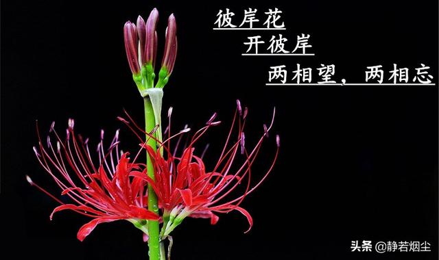 30种简单花草，几种优雅的的花草