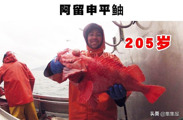 目前寿命最长的动物前十名，你知道哪种动物能活4000年吗