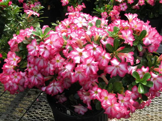 沙漠玫瑰怎么养，沙漠玫瑰的养殖方法多久能开花（真正会养的只需做5点）