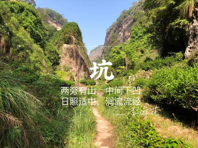 牛栏坑肉桂特点，岩茶天花板——R8牛栏坑肉桂