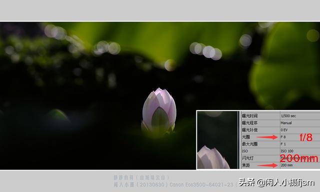 小景深效果花卉摄影技巧，花卉摄影如何拍出质感