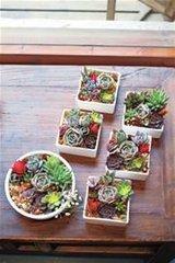 67种有毒多肉，这些多肉谨慎买