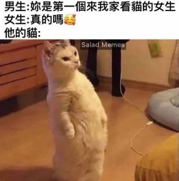 我家的猫会后空翻，你家猫会不会后空翻是什么梗（没有烦恼。我家猫会后空翻）