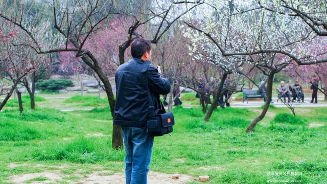 蜡梅与腊梅的区别，蜡梅是梅花吗究竟是（腊梅花与蜡梅有什么区别）