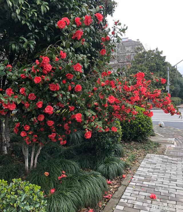 春夏秋冬四季什么花好看，这十种花几乎一年四季都开花