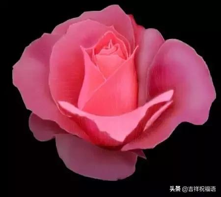 情人节送玫瑰花的含义5201314， 送你999玫瑰花，祝你爱情甜甜蜜蜜