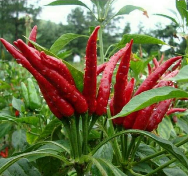 试菜技术大全，辣子百种争斗艳