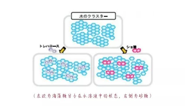 海藻糖是什么糖，正规海藻糖是什么糖