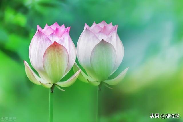 荷花拍照10个技巧，帮你把荷花拍得不一般