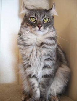 世界名猫品种，世界名猫品种大全