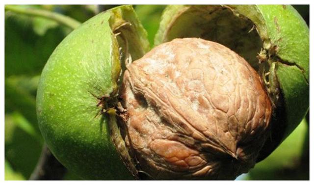 青核桃皮有什么作用与功效，青核桃皮的功效与作用