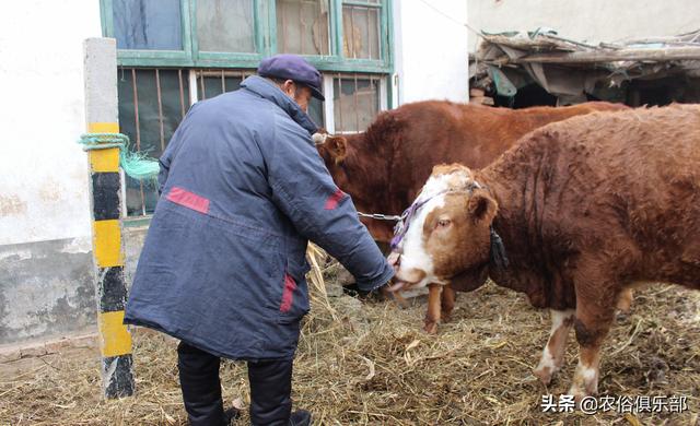 都爱养这5种黄牛，农村养肉牛还是养土黄牛好