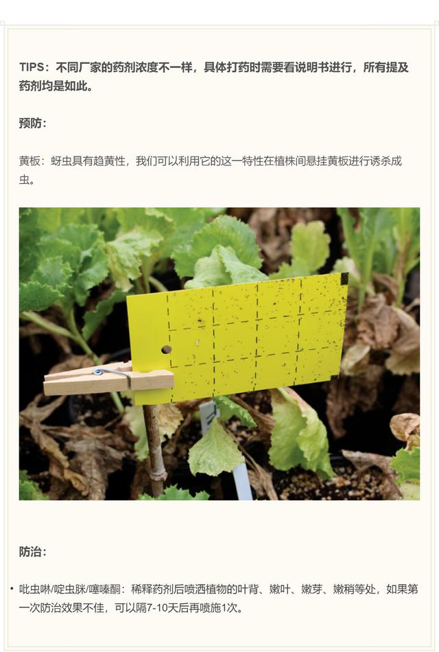 害虫的危害和防治方法，防治蚜虫、粉虱、飞虱最经典的药剂
