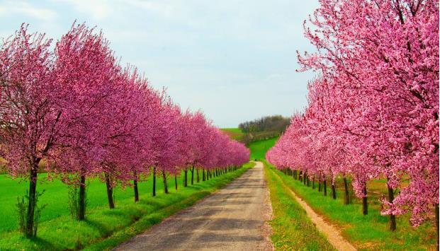 桃核是辟邪还是招鬼，桃子的桃核可以辟邪吗（我的文玩新宠——桃核手串）