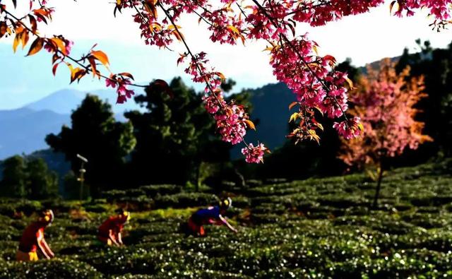 樱花盛开四季如春，冬樱花热闹开放