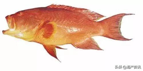 最便宜的石斑鱼，便宜的海鲜鱼类有哪些品种（这条奢华的贵族石斑鱼你确定吃过）