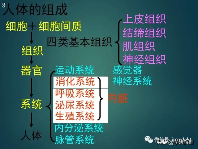 人体解剖学基础，人体解剖学基础知识学什么（基础知识之人体解剖学基础）