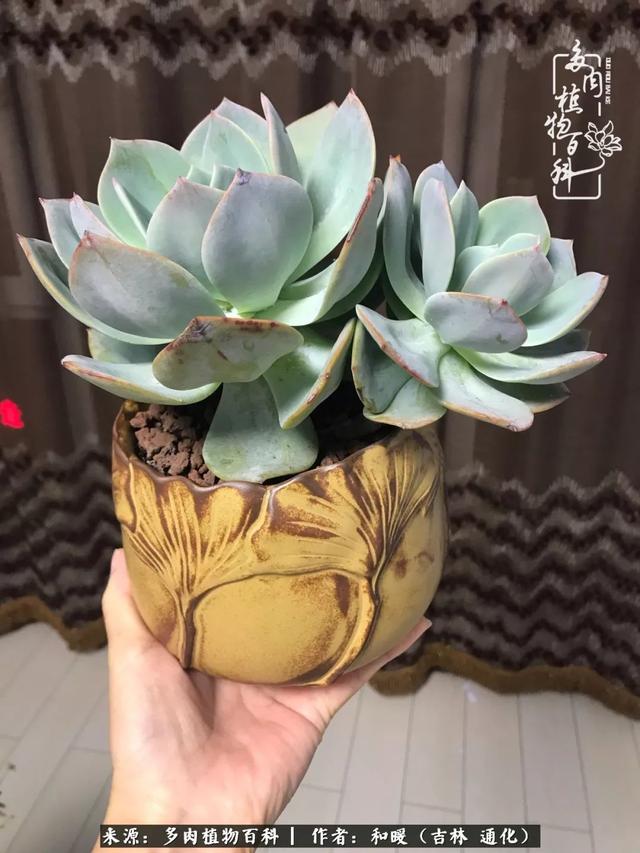 买肉，买肉的正确方法和注意事项