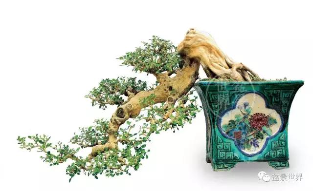 黄杨盆景大全，黄就成老师盆景精品欣赏