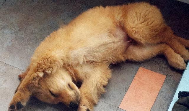 狗狗睡觉时候抖动抽搐，狗狗睡觉时候突然抽搐是怎么回事（狗狗睡觉时候抽搐）