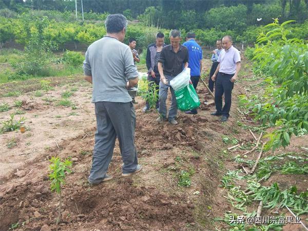 桃树全年施肥表，桃子树什么时候施肥