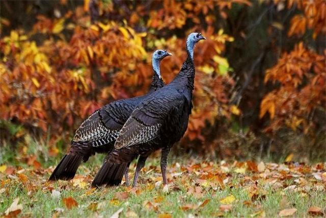 火鸡养殖方法与技术，火鸡的养殖技术