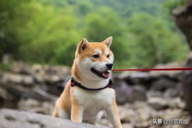 兔子有灵性的表现，这六种动物具有灵性千万要注意了