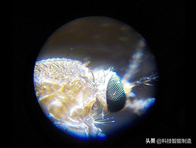 儿童科学探索显微镜，启发孩子科学探索思维