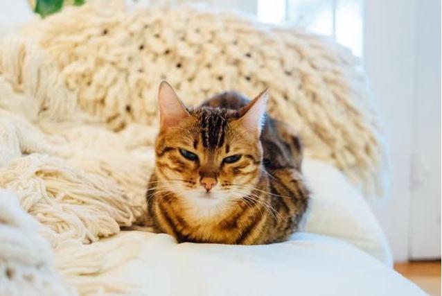 猫弓背尾巴竖起代表什么，猫咪尾巴竖直是对你表达好感还是攻击性动作