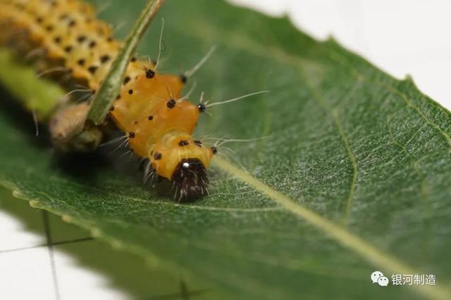 有哪些常见的飞蛾，自然记录蛾生一瞬