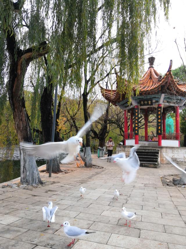 昆明海鸥最佳观赏地，去海埂大坝看海鸥前