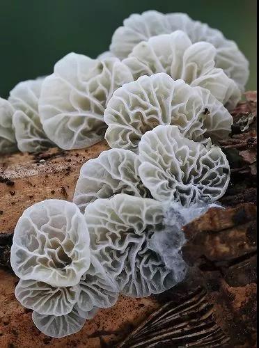 美丽的蘑菇大自然的杰作，草地上各种各样的蘑菇
